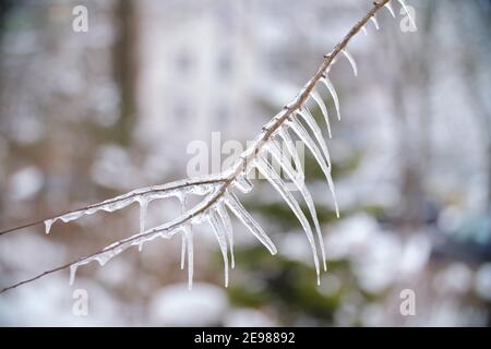 Frühlingsicikel auf gefrorenen Ästen und Zweigen Nahaufnahme Stockfoto