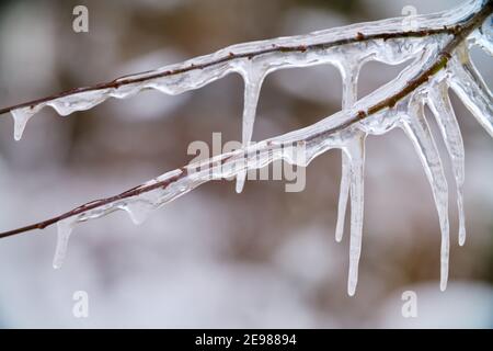 Frühlingsicikel auf gefrorenen Ästen und Zweigen Nahaufnahme Stockfoto