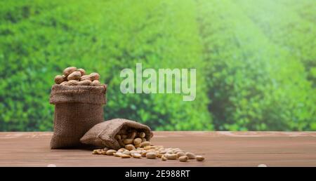 Erdnüsse im Leinensack, Erdnussfarm im Hintergrund, innere Erdnüsse verschüttet auf dem Tisch Stockfoto