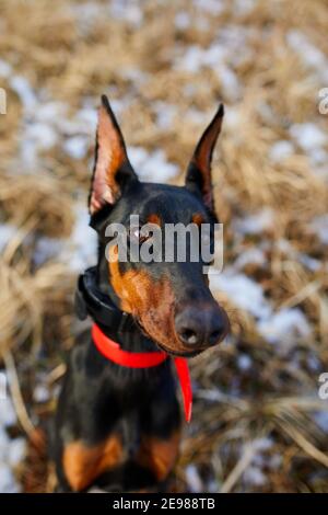 Das Porträt eines schwarz-braunen Dobermann Pinscher Hundes mit zugeschnittenen Ohren, die im Freien posieren, aus der Nähe Stockfoto