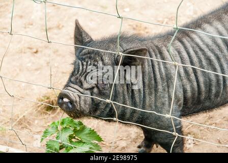 Kingston Maurward Gardens und College. Stockfoto