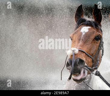 Ein allgemeiner Blick als Läufer wird nach dem Rennen auf der Warwick Racecourse heruntergehost. Bilddatum: Mittwoch, 3. Februar 2021. Stockfoto