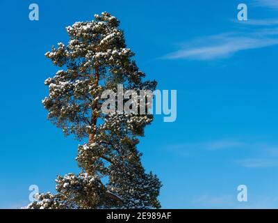Helsinki / Finnland - 3. FEBRUAR 2021: Wunderschöne verschneite und ruhige Winterlandschaft mit unberührten Schneebänken und Pinien Stockfoto