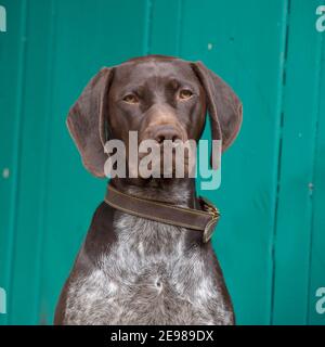 Deutsch Kurzhaar Pointer dog Stockfoto