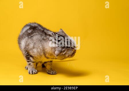 Schöne schottische Falzkatze in einer bizarren Position stehend. Speicherplatz kopieren. Gelber Hintergrund. Stockfoto