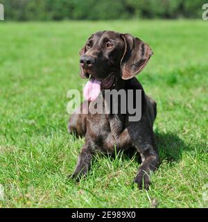 Deutsch Kurzhaar Pointer dog Stockfoto