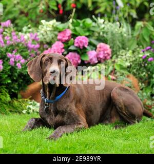 Deutsch Kurzhaar Pointer dog Stockfoto