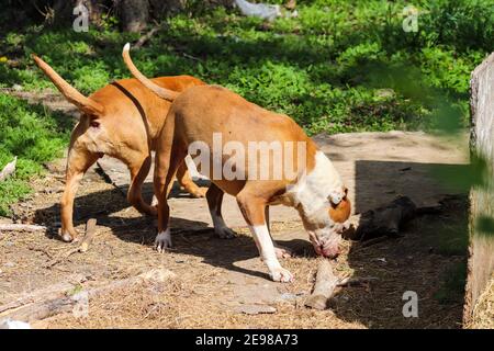 Amerikanischer Pit Bull, der im Hof herumspielt. Hochwertige Fotos Stockfoto