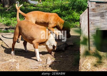 Amerikanischer Pit Bull, der im Hof herumspielt. Hochwertige Fotos Stockfoto