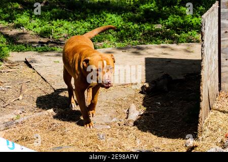 Amerikanischer Pit Bull, der im Hof herumspielt. Hochwertige Fotos Stockfoto