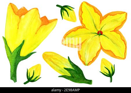Zucchini und Kürbis Blume Aquarell auf weißem Hintergrund isoliert gesetzt Stockfoto