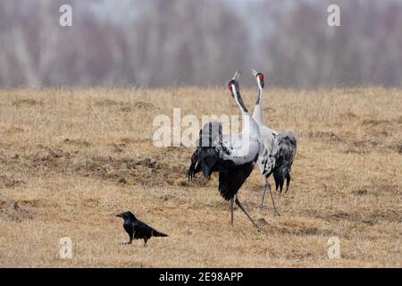 Gemeine Kraniche ( Grus grus ) Paar, Paar in schönen Zucht Kleid courting, Tanz, Balz-Display, Tierwelt, Europa. Stockfoto