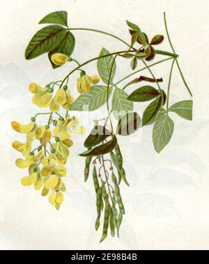 Geläufiges Laburnum, goldene Kette oder goldener Regen / Laburnum anagyroides / Goldregen, gewöhnlicher / Botanikbuch, 1900) Stockfoto