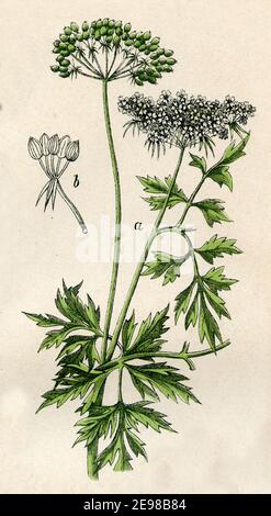 Narr's Petersilie, Narr's cicely, oder Gift Petersilie / Aethusa cynapium / / Botanik Buch, 1879) Stockfoto