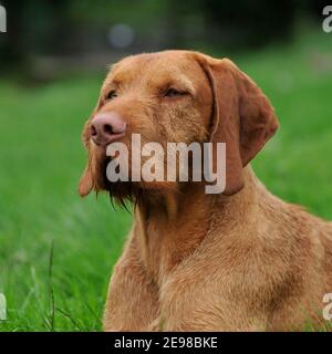 Ungarische Wirehaired Vizsla Hund Stockfoto