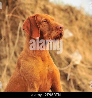 Ungarische Wirehaired Vizsla Hund Stockfoto