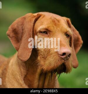 Ungarische Wirehaired Vizsla Hund Stockfoto