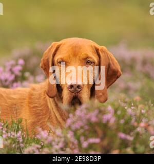 Ungarische Wirehaired Vizsla Hund Stockfoto