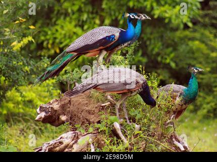 Seitenansicht einer Gruppe von vier männlichen Pfauenvögeln (Pavo cristatus), die auf einem Baumstamm sitzen - Yala NP, Sri Lanka (Fokus auf den oberen Vogel) Stockfoto