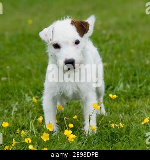 Jack Russell Terrier Hund Welpen Stockfoto