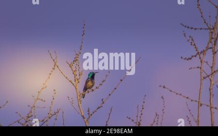 Eine Vogelschar auf einem Ast sitzen Stockfoto