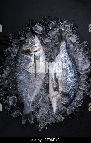 Roh frisch Bio dorado oder Seebrasse auf Eiswürfeln auf schwarzem Schiefer, Stein oder Beton Hintergrund Stockfoto