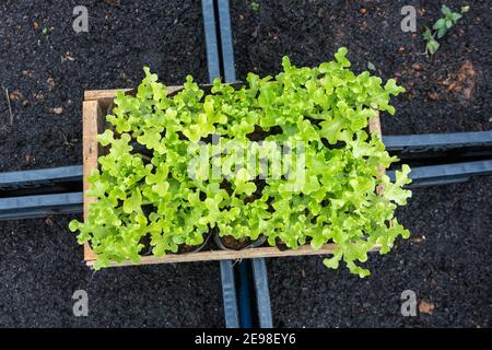 Nahaufnahme von frischem Salat in Holzkiste auf Baumschule Tablett gesät mit Gemüsepflanzen Samen im Hintergrund. Konzept der gesunden Ernährung, Bio, Wohlbefinden Stockfoto