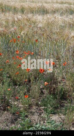 Rote Mohnblumen wachsen am Rande eines Feldes von Weizen Stockfoto