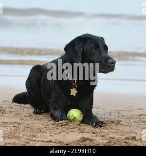 Schwarzer Labrador Retriever Hund Stockfoto