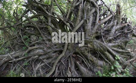 Wurzeln von einem gefallenen Baum, der der Luft ausgesetzt ist Stockfoto