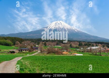 Mt. Fuji und landwirtschaftliches Ackerland in der Präfektur Shizuoka, Japan. Stockfoto