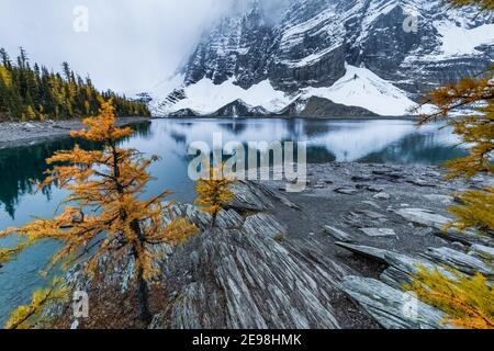 Ufer des Floe Lake, mit Lyall's Lärche, Larix lyallii, am Floe Lake Campground, Kootenay National Park, British Columbia, Kanada Stockfoto