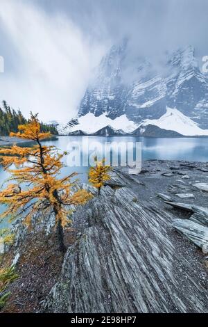 Ufer des Floe Lake, mit Lyall's Lärche, Larix lyallii, am Floe Lake Campground, Kootenay National Park, British Columbia, Kanada Stockfoto