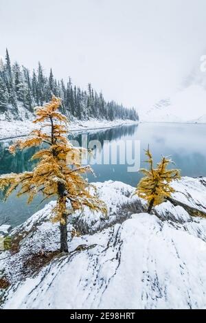 Ufer des Floe Lake, mit Lyall's Lärche, Larix lyallii, am Floe Lake Campground, Kootenay National Park, British Columbia, Kanada Stockfoto