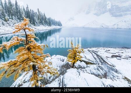 Ufer des Floe Lake, mit Lyall's Lärche, Larix lyallii, am Floe Lake Campground, Kootenay National Park, British Columbia, Kanada Stockfoto