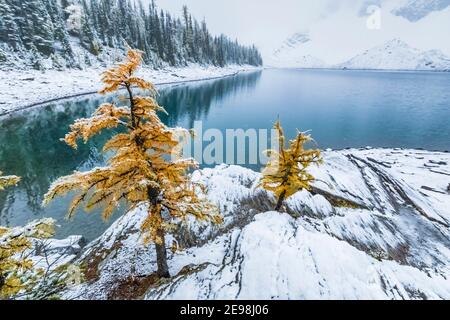 Ufer des Floe Lake, mit Lyall's Lärche, Larix lyallii, am Floe Lake Campground, Kootenay National Park, British Columbia, Kanada Stockfoto