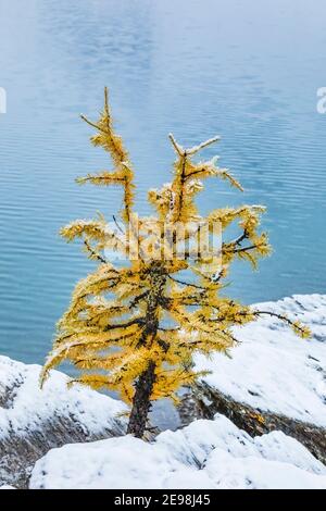 Alpine Lärche, Larix lyallii, in Herbstfarbe am Ufer des Floe Lake, Kootenay National Park in den Kanadischen Rockies, British Columbia, Kanada Stockfoto