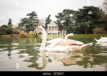 London - Gunnersbury Park Teich und Gärten in Hounslow, West London, Großbritannien. Ein großer Park mit Museum und Café Stockfoto