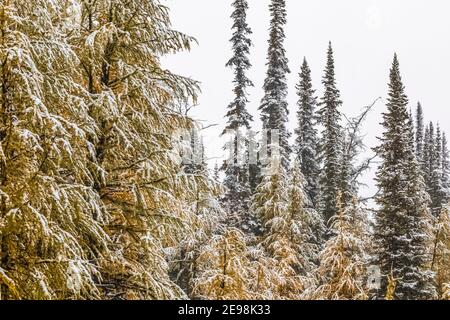 Schneebedeckte goldene Alpenlärchen, Larix lyallii und Tannen im Kootenay National Park in den Kanadischen Rockies, British Columbia, Kanada Stockfoto