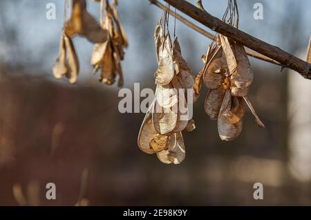 Acer negundo L., Ahorn, Aschenholz, Kastenelterfrüchte im Herbst, Polen Stockfoto