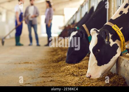 Schwarze und weiße Kühe mit Zahlen, die Gras in Ständen fressen Auf dem Bauernhof Stockfoto