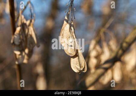 Acer negundo L., Ahorn, Aschenholz, Kastenelterfrüchte im Herbst, Polen Stockfoto