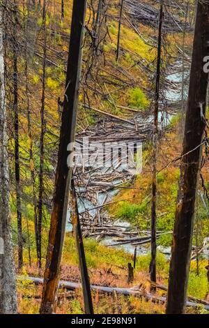 NUMA Creek verstopft mit Feuer getötet Bäume entlang Numa Lake Trail im Kootenay National Park in den kanadischen Rockies, British Columbia, Kanada Stockfoto