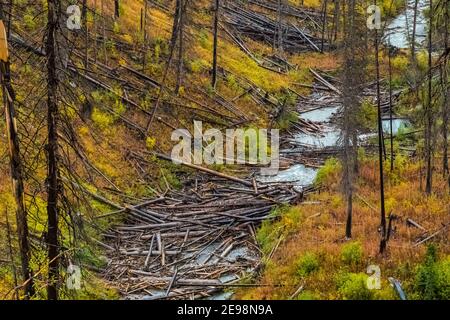 NUMA Creek verstopft mit Feuer getötet Bäume entlang Numa Lake Trail im Kootenay National Park in den kanadischen Rockies, British Columbia, Kanada Stockfoto