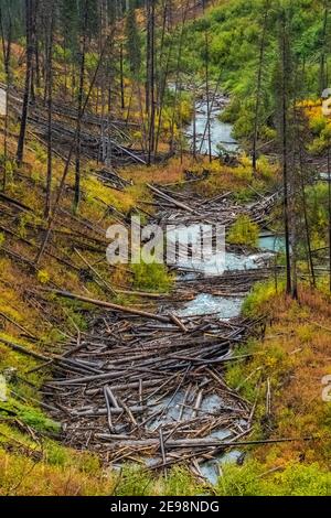 NUMA Creek verstopft mit Feuer getötet Bäume entlang Numa Lake Trail im Kootenay National Park in den kanadischen Rockies, British Columbia, Kanada Stockfoto