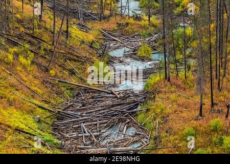 NUMA Creek verstopft mit Feuer getötet Bäume entlang Numa Lake Trail im Kootenay National Park in den kanadischen Rockies, British Columbia, Kanada Stockfoto