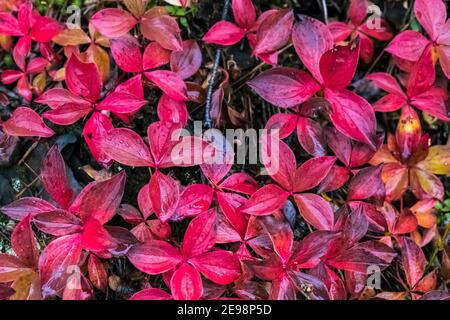 Scarlet Bunchberry, Cornus canadensis, Blätter im Herbst im Kootenay National Park in den kanadischen Rockies, British Columbia, Kanada Stockfoto