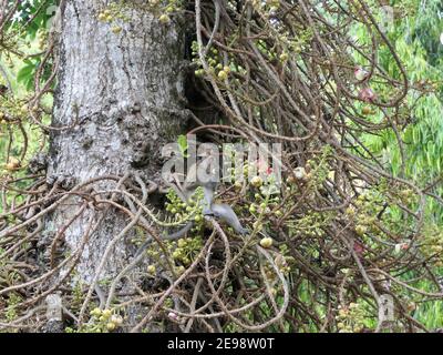 Affen, die Früchte füttern, Botanischer Garten Penang George Stadt Malaysia Stockfoto