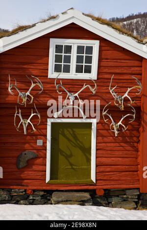 Moschusochsen im Dovrefjell Nationalpark. Norwegen. Europa Stockfoto