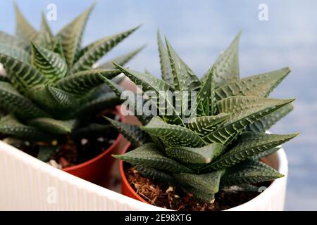 Cactus House Plant Stockfoto